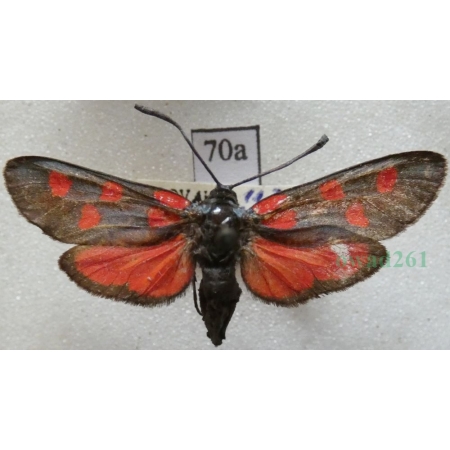 Zygaena angelicae Ochsenheimer, 1808 Kraśnik dzięgielowiec Slovakia70a